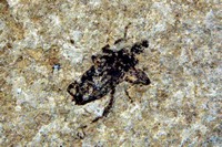 Charancon sp